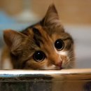 녹십자약국 이미지