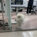 미쓰박 펫 살롱 이미지