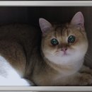 컴투펫 위탁보호센터 이미지