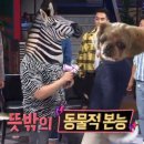 얼룩말직구