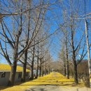 거창읍-23 | 대구 근교 드라이브 거창 의동마을, 잎이 떨어져도 예쁜 은행나무 힐링 명소