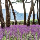 삼문동둔치길(삼문송림) | 밀양 삼문동 송림공원 맥문동