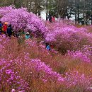 화려한 봄의 유혹, 원미산에 불타는 진달래꽃 이미지