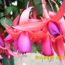충남아산 세계꽃식물원 2 이미지