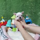 광주강아지분양 고양이분양 펫왕국 이미지