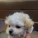 도그마루 노원점 이미지