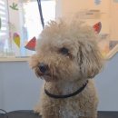 헤어 컹컹 이미지