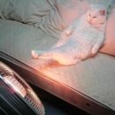 불당동물병원 이미지