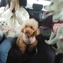 펫어디가 이미지