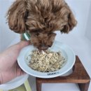 너는 내 댕댕 | 영종도 운서동 &#34;댕댕존&#34; 애견유치원 내돈내산 데이케어 후기