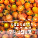 선진농장 | 구리 사노동 토마토농장 선진농장, 방금 딴 방울토마토가 4kg 25000원