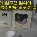 입양 가서 대저택에 입주한 일식이 20일 경남 하동 꽃구경 갑니다 이미지