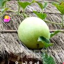 26.9.1.화요일/ 끝말잇기 (네) 로 이어갑니다 이미지