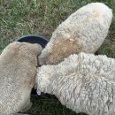 호동이농장 이미지