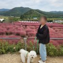 노동골 | 가볼만한 곳] 고창 청농원 핑크뮬리 / 고창 노동골 꽃정원 (반려견어질리티존): 상세정보, 방문 후기