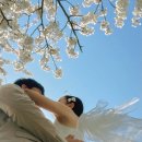 제주종합경기장 애향운동장 | 제주도 여행 | 제주시 벚꽃 명소 신산공원, 제주종합경기장