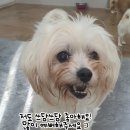 쓰담-쓰담 이미지