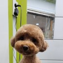 코아애견 이미지