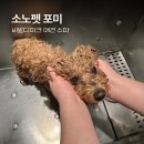 펫스파 | 강원도 “소노펫 비발디파크” 애견 스파 목욕 후기 가격 강아지 반려동물동반호텔 리조트 홍천 4성급