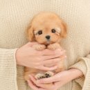 인천 강아지분양 고양이분양 미유펫 | 부평강아지분양 애견분양샵 고민이라면 여기