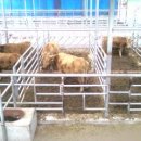 원당농장 이미지