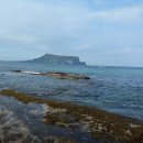 제주도 자연산 마른톳 &amp; 맛좋은 카라향 주문받습니다 이미지