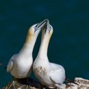 북방개닛 [Northern gannet (Morus bassanus)] 이미지