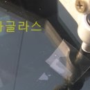 카글라스