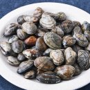 국산1로 | 곰곰 국산 바지락 1kg 솔직후기(해감+칼국수 레시피)