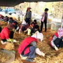 인삼농장 이미지