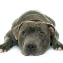 24시센트럴동물메디컬센터 이미지