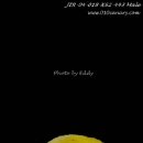 카나리아 이미지