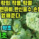 광대나물(보개초)―혈액 순환을 원활하게 함, 경락을 잘 통하게 함, 전신의 풍사를 몰아냄, 고혈압,동맥경화,안면신경마비,반신불수,골절, 이미지