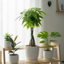 본인테리어 | 거실 재물운 인테리어, 실제로 바꿔본 후기와 선택 기준