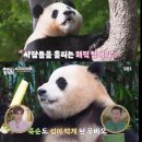 'SBS 불꽃효녀' 푸바오, 드라마보다 낫다…최고 시청률 6% 이미지