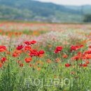 (주)포이소프트 이미지