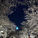 벚꽃나들버섯집 이미지