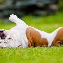 24시 산들산들 동물병원 이미지