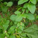 이완기농장 이미지