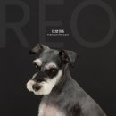 릴리리독 이미지