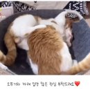 오뚜기정수기 이미지