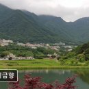 비금향