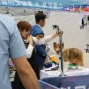 골든베릴셀티 이미지