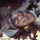 Marbled rockcod 대리석무늬돌치(Nototheniidae 남극암치科) 이미지