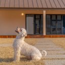 댕댕별숲 애견독채펜션 이미지