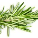 로즈마리플라워 이미지