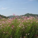 코스모스 축제를 다녀와서 이미지