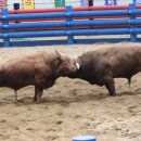 소리사랑색소폰 - 청도 소싸움 축제 이미지