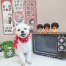 달콤한댕 이미지