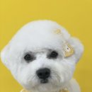 몽몽하개 이미지